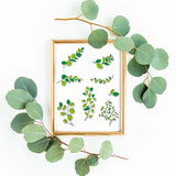 Craspire Eucalyptus Plant and Leaves Label Clear Silicone Stamp Seal for Card Making Decoration and DIY Scrapbooking